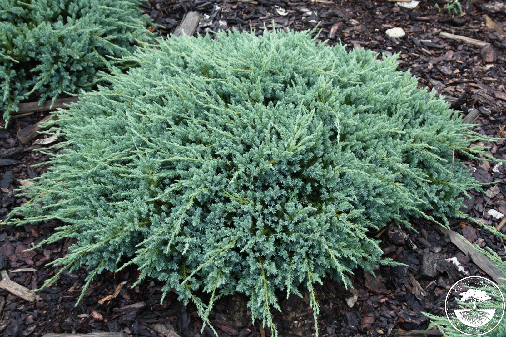 Juniperus squamata 'Blue Carpet'
